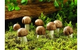 蘑菇還可以這樣吃 長見識了！
