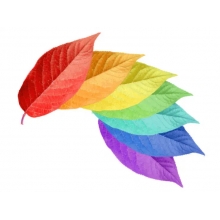 六甲及第，一路“標(biāo)”升